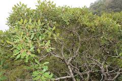 Euclea natalensis obovata