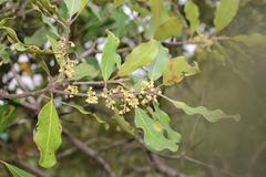 Euclea natalensis obovata