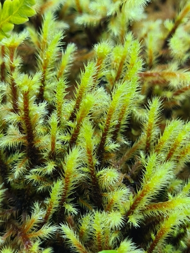 Breutelia