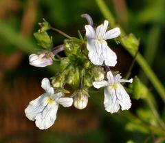 Nemesia albiflora
