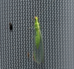 Chrysoperla pudica-group