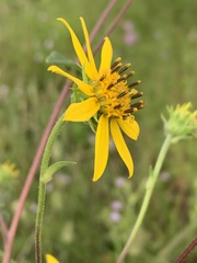 Helianthus schweinitzii