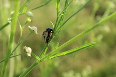 Leptinotarsa lineolata
