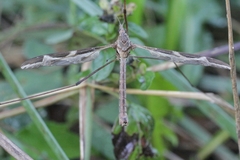 Tipula repanda