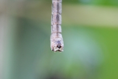 Tipula repanda