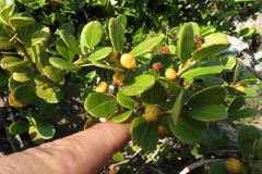 Maytenus procumbens