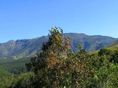 Pterocelastrus rostratus