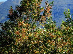 Pterocelastrus rostratus