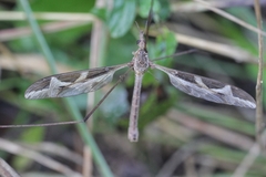 Tipula repanda