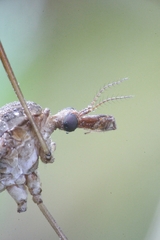 Tipula repanda