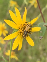 Helianthus schweinitzii