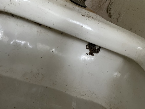 iNaturalist observation photo of Pacific chorus frog