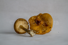 Melanoleuca grammopodia