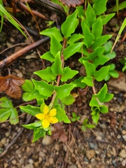 Lysimachia azorica