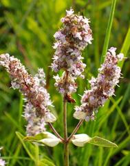 Platostoma rotundifolium