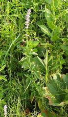 Platostoma rotundifolium
