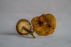 Melanoleuca grammopodia