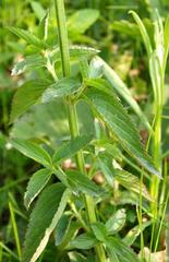 Platostoma rotundifolium