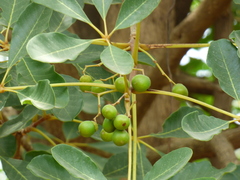 Vitex doniana