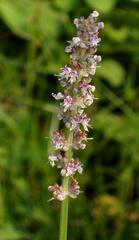 Platostoma rotundifolium