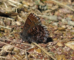 Callophrys niphon