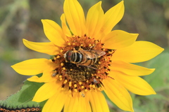 Palpada vinetorum