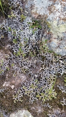 Selaginella eremophila