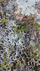 Selaginella eremophila