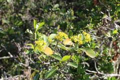 Psychotria capensis capensis