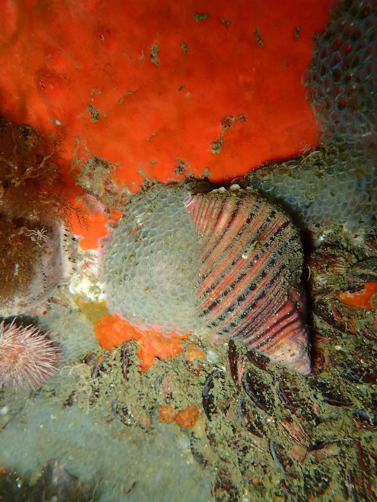 pustular triton