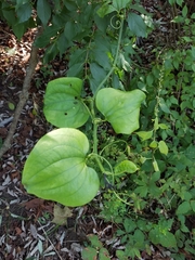 Smilax tamnoides