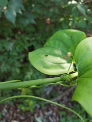 Smilax tamnoides