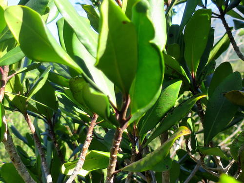 Myrsine melanophloeos, photograph 2