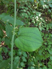 Smilax tamnoides