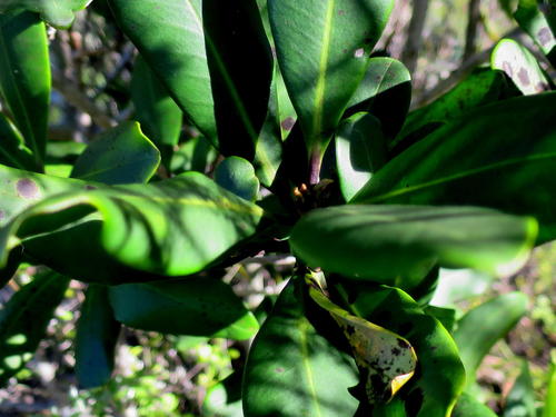 Myrsine melanophloeos, photograph 3