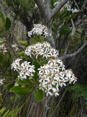 Olearia townsonii