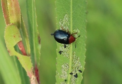 Plagiodera arizonae