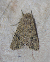 Hexorthodes nipana