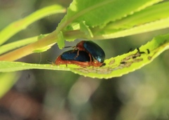 Plagiodera arizonae