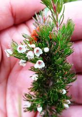 Erica aemula