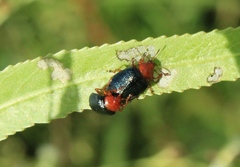 Plagiodera arizonae