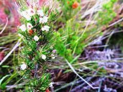 Erica aemula