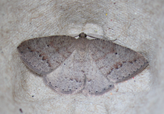 Drepanulatrix secundaria