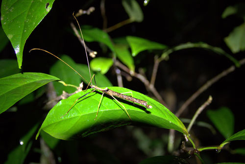 Pseudophasma flavipes
