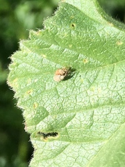 Malvapion malvae