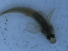 Acanthogobius flavimanus