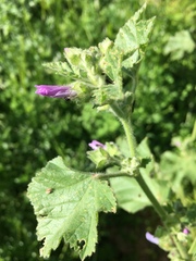 Malvapion malvae