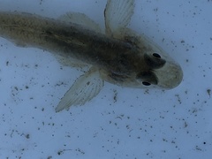Acanthogobius flavimanus