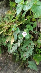 Achimenes