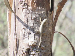Sceloporus palaciosi